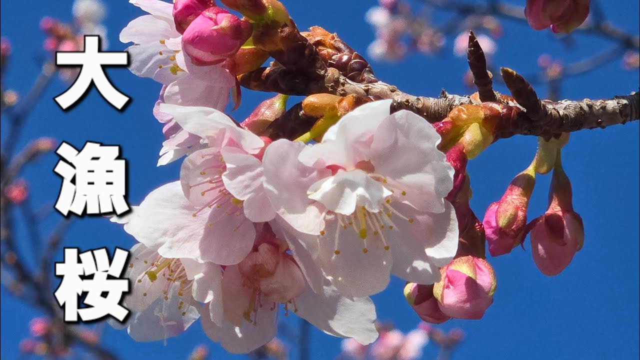 大漁桜🌸が咲き始めています(2026年2月21日)