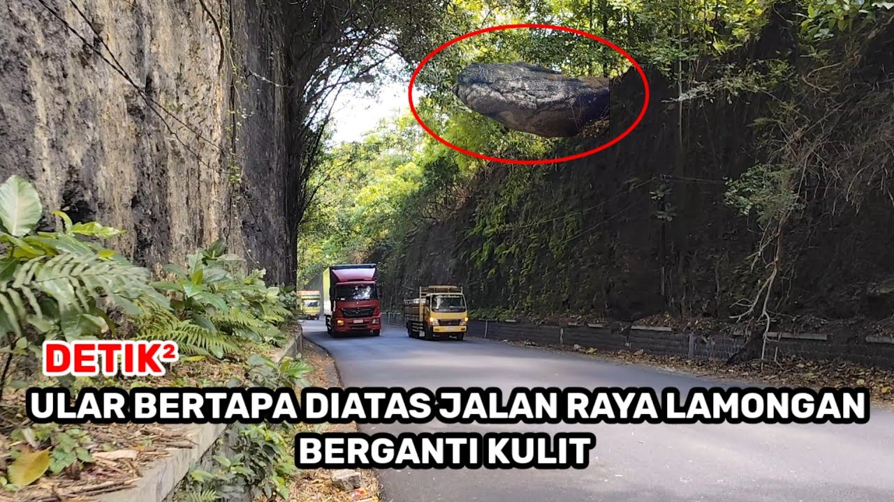 Ngeri‼️Detik&sup2; ular bertapa diatas jalan raya gunung pegat lamongan berganti kulit BUNYIKAN KLAKSON
