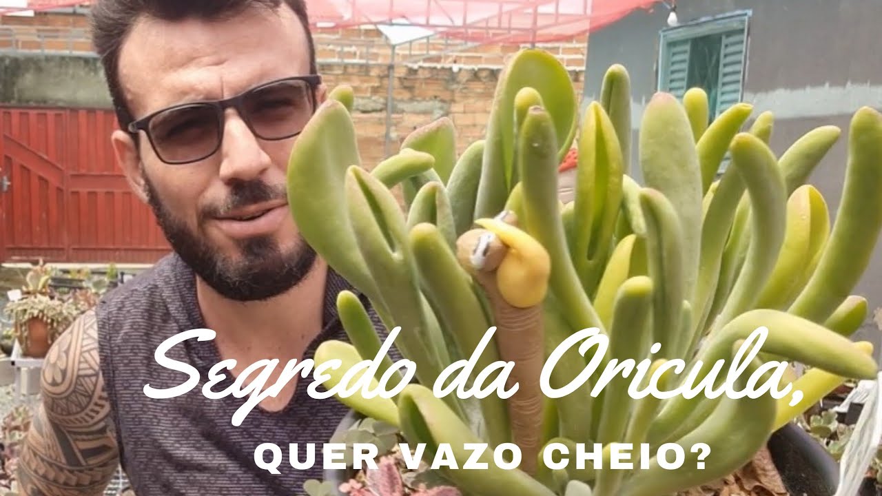 Como multiplicar sua kalanchoe Oricula?   Super Rede e terá muitas mudas ! Sucesso...