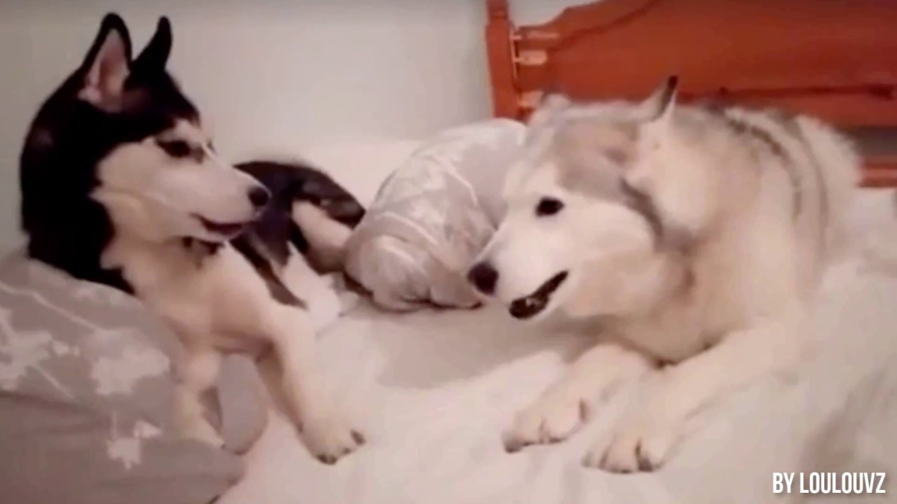 DOG SUBTITLES