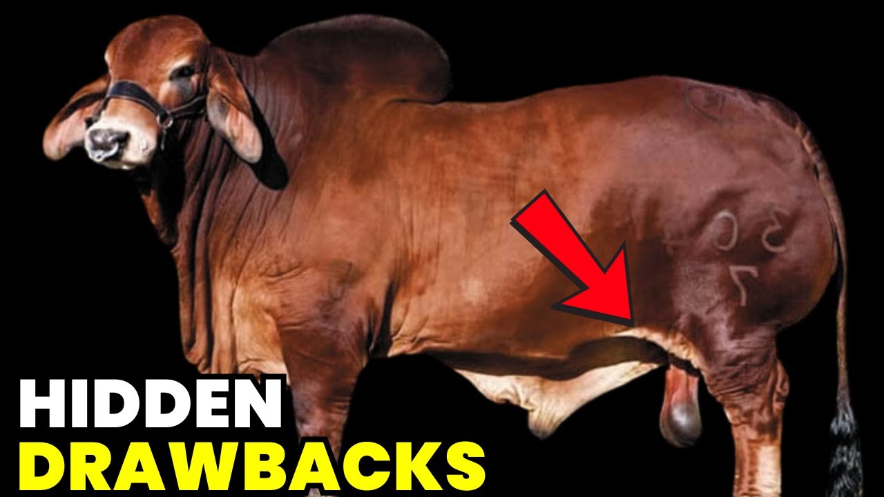 📢 Red Brahman: 7 Critical Disadvantages & Strategies to Overcome Challenges