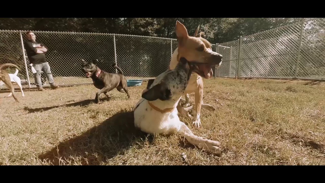 Spartanburg Humane Society is Playing to Live!