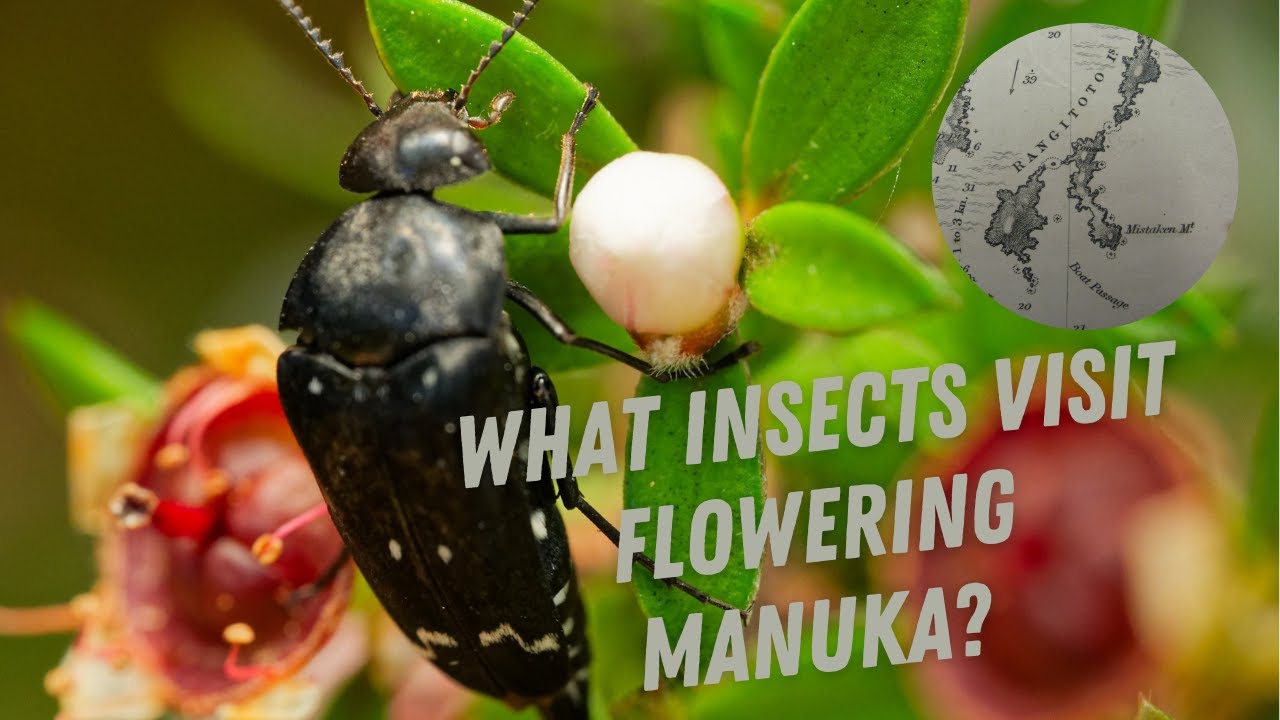 What Insects Visit Flowering Manuka?