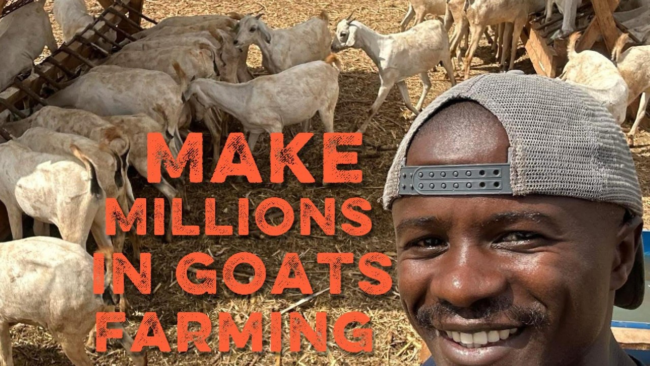How 20 farming Goats  will  Print more 1.2 Million in 3 Years