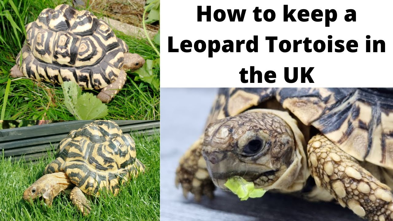 How to care for a Leopard Tortoise in the UK