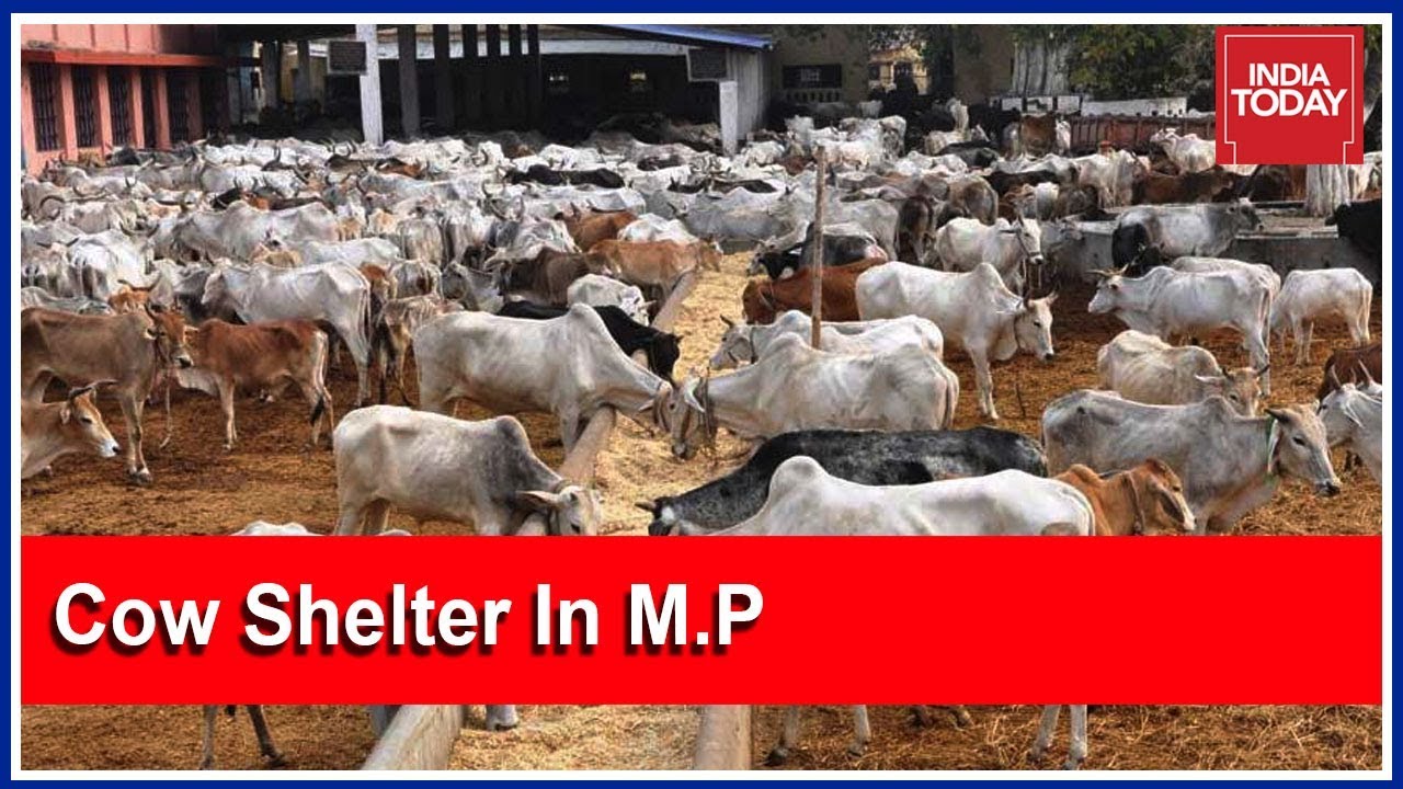 Exclusive Cow Shelter In Madhya Pradesh Shuts Its Doors On Gau Mata | India Today Ground Report