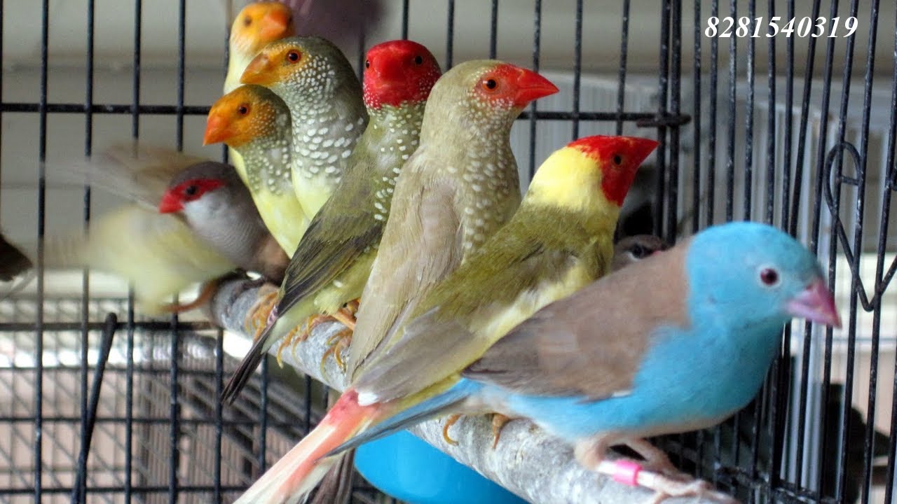 Ten verity finches and price