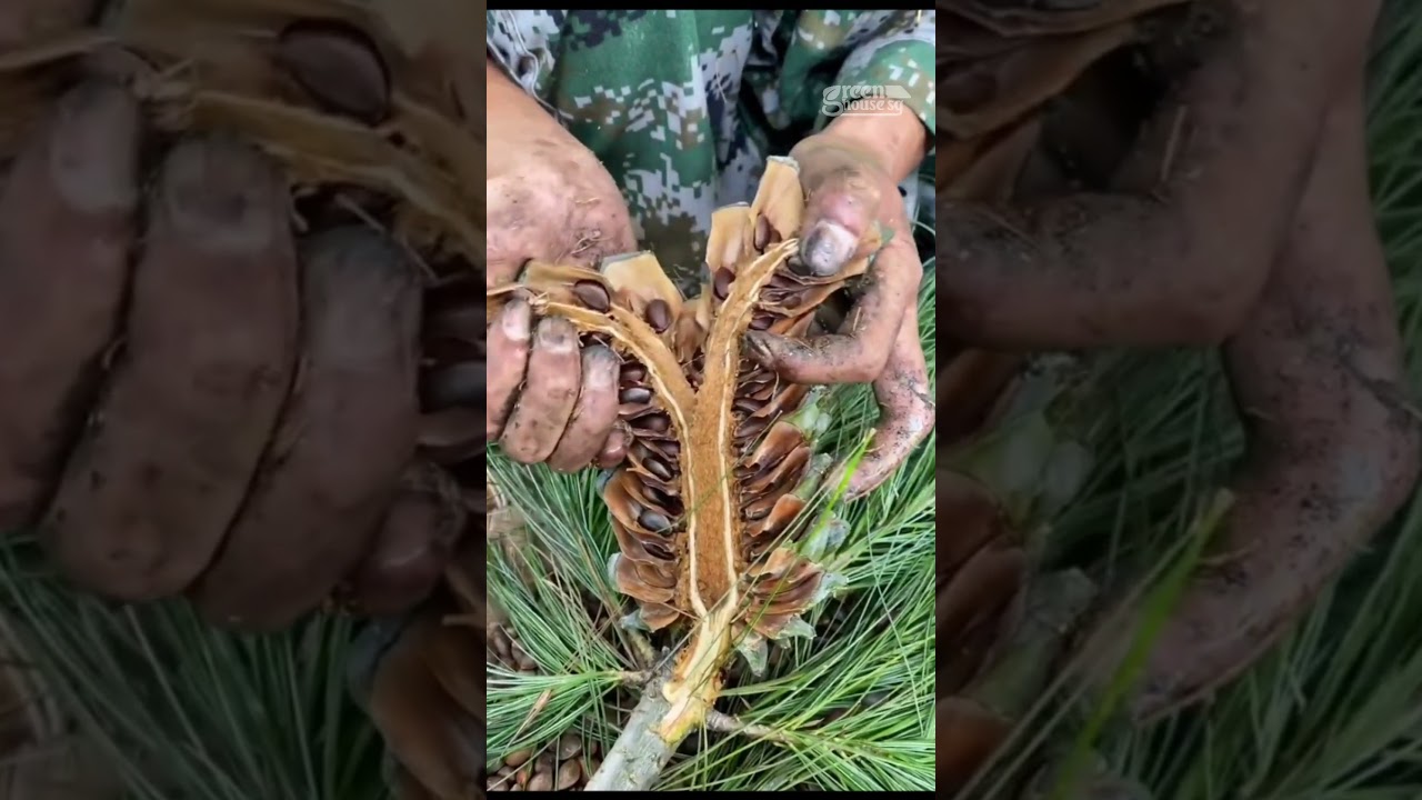 Pine Nuts Harvesting | Have You Ever Seen This Before?