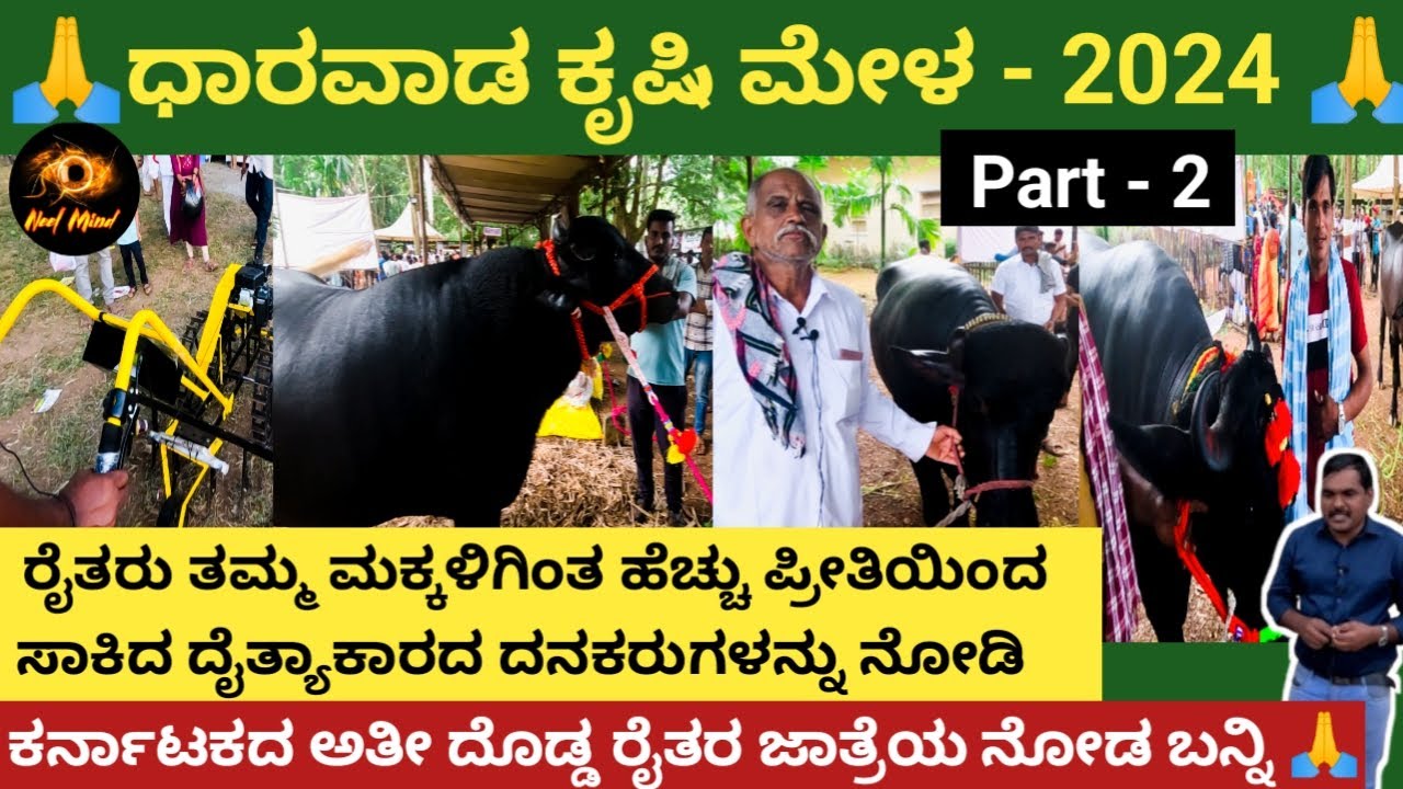 ಧಾರವಾಡ ಕೃಷಿ ಮೇಳ -2024/ದೈತ್ಯಾಕಾರದ ಕೋಣಗಳನ್ನು  ತಮ್ಮ ಮಕ್ಕಳಂತೆ ಸಾಕುತ್ತಿರುವ ರೈತರ ಪ್ರೀತಿಯ ಮಾತುಗಳು/Pa-4