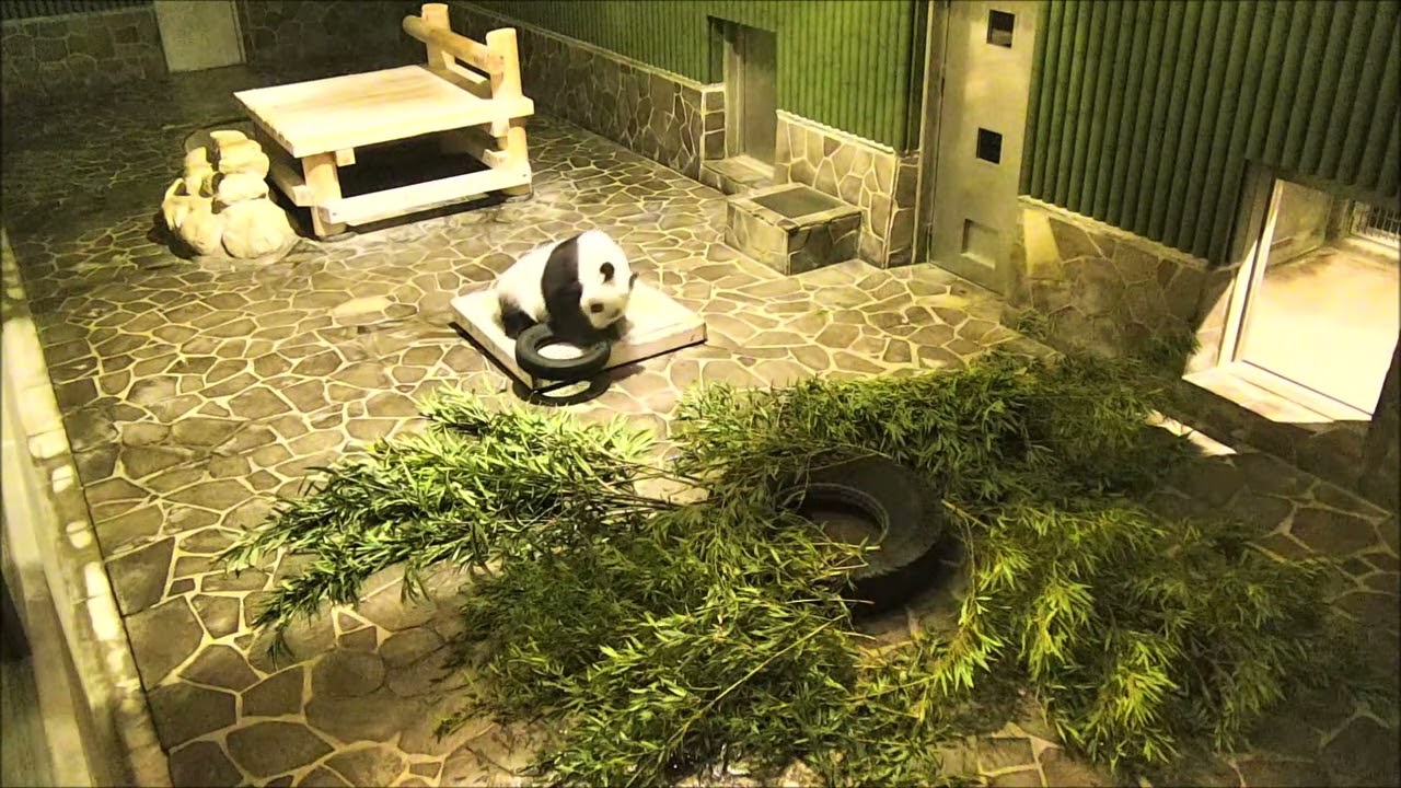 2023/01/18 タイヤで遊ぶタンタンさん