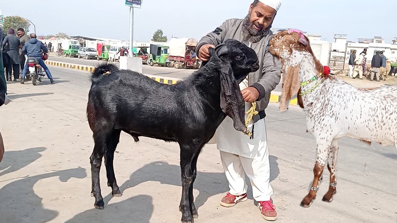 Lahore Mandi update makkhi ji ne bakre aur dumbbe  Amritsari bakre desi chatrie Sajjad Lahori shoq 