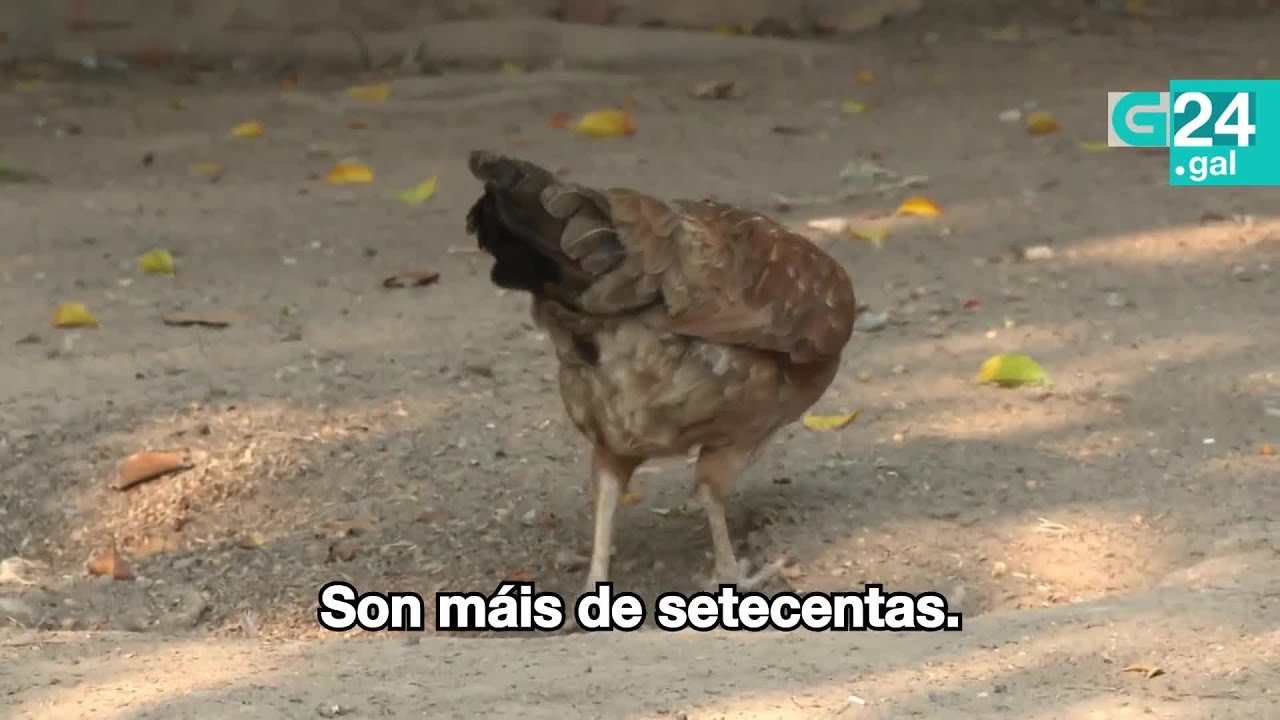 🐓 TORREVIEJA | Queixas entre os veci&ntilde;os pola invasi&oacute;n de 700 gali&ntilde;as nunha vila de Alacant