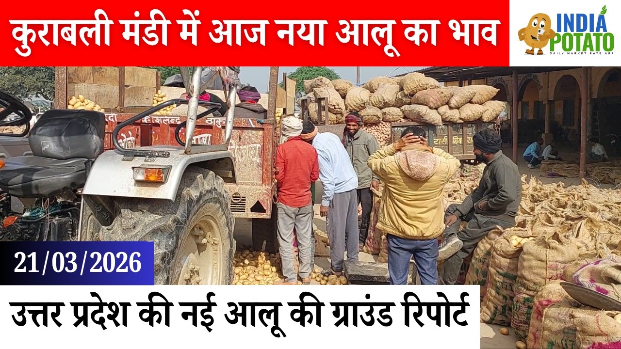 21/03/2026 : कुराबली मंडी में आज नया आलू का भाव | Potato Price in Kurawali Mandi, UP - India Potato