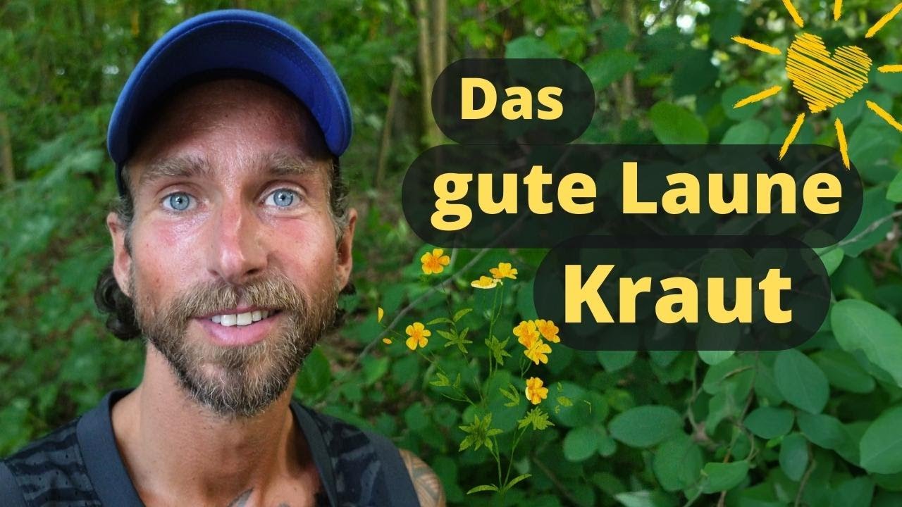 Die Heilpflanze für Gute Laune mit starker Wirkung: Das Johanniskraut und sein Rotöl
