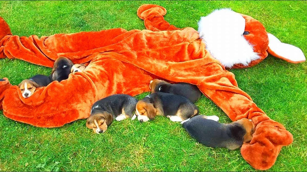 Cute Beagle Puppies Vs Giant Bunny : Funny 4 Weeks Old Puppies