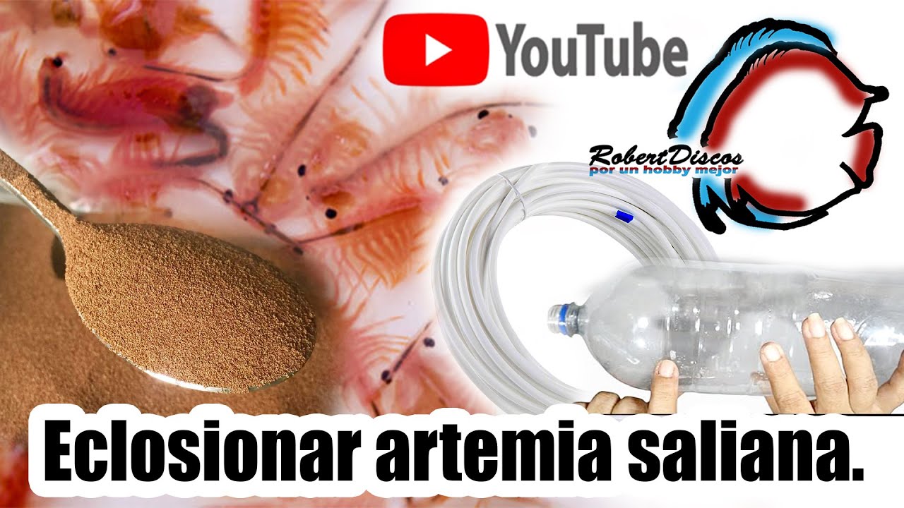 Como eclosionar artemia de forma casera y efectiva
