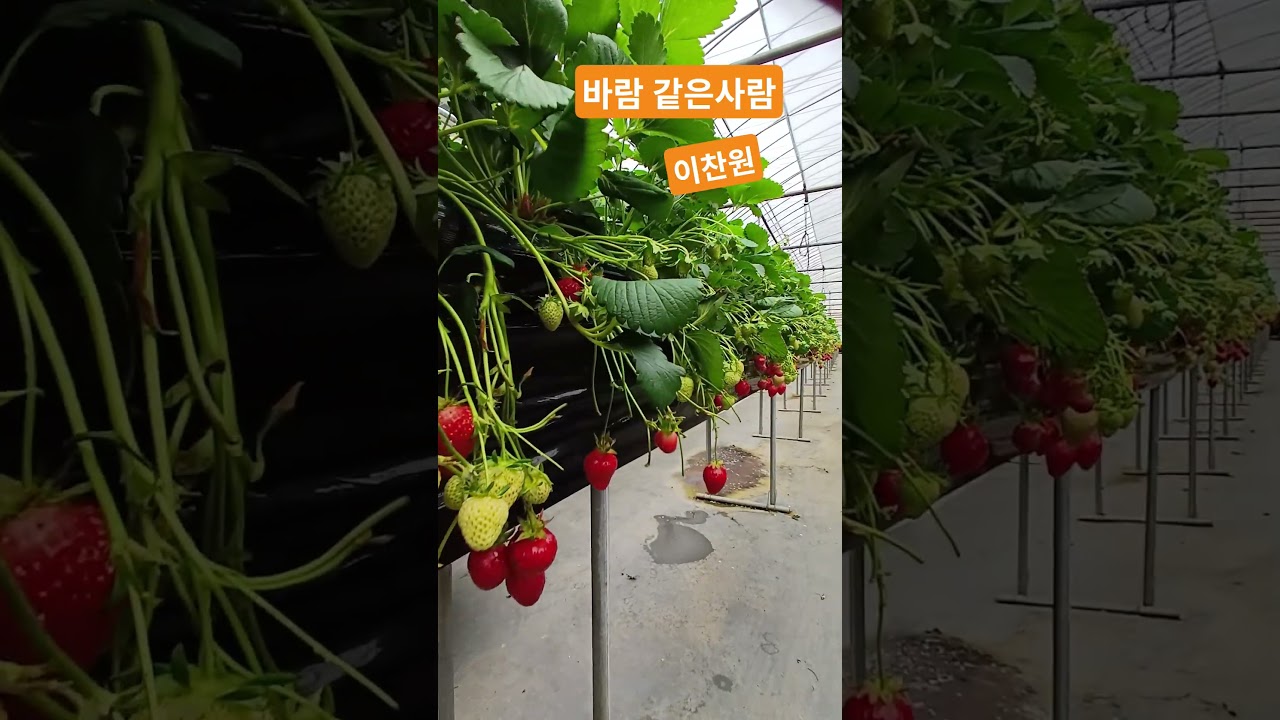 #바람같은사람  #이찬원  #전통트로트
