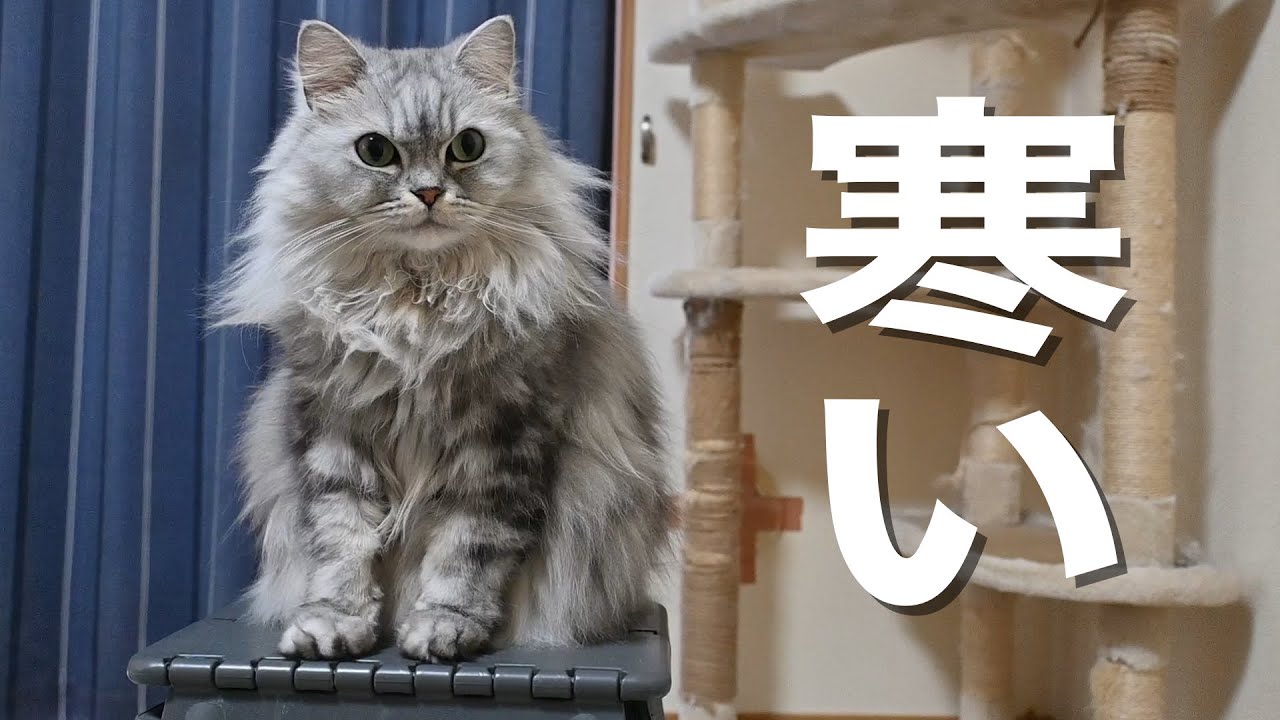 猫も寒さには弱いらしい