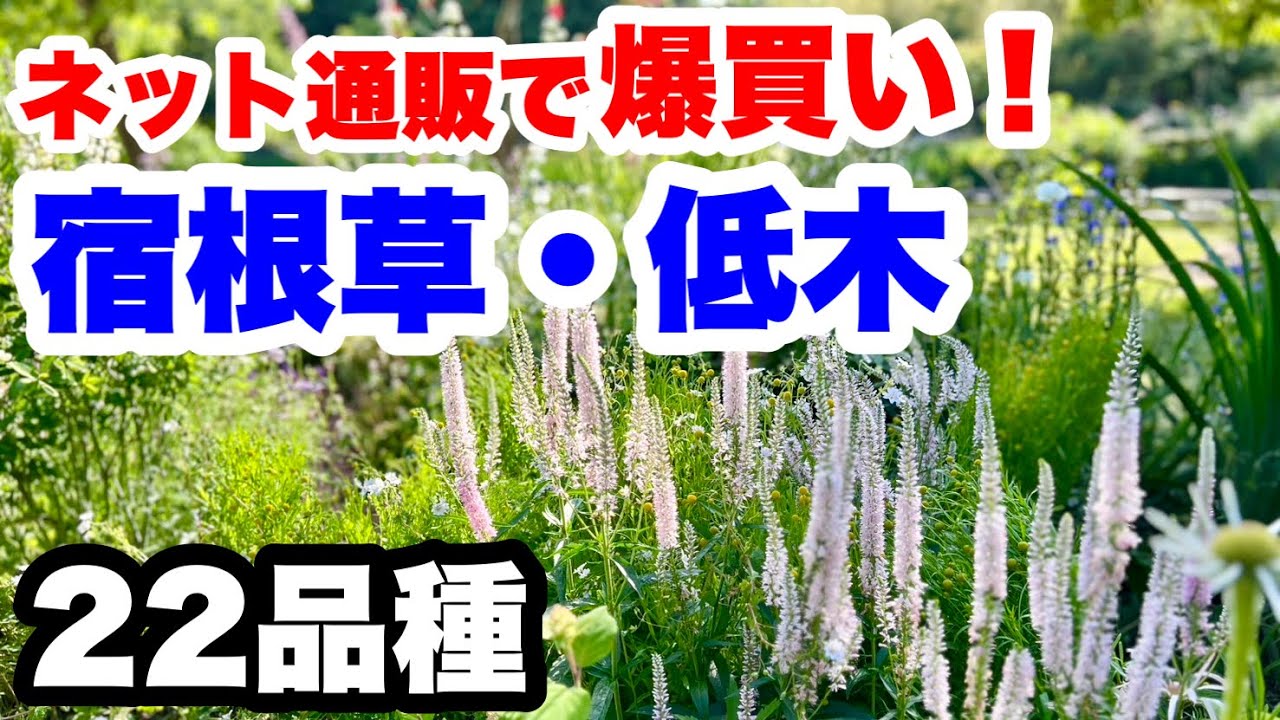 ◆【宿根草がかなり凄い！】購入苗『22品種』を紹介！