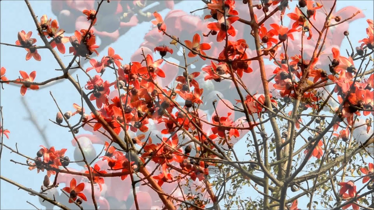 Bombax ceiba (Silk cotton tree, सेमल) in full bloom