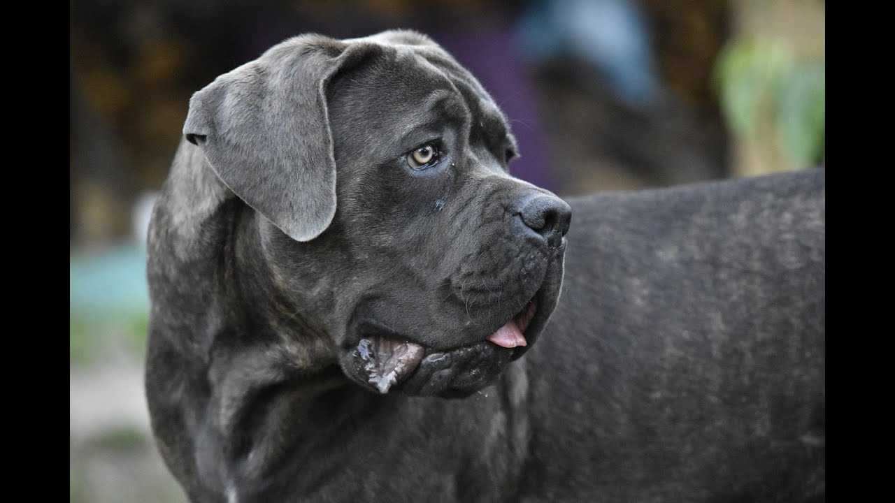 A Mastiff Size Guide - How Big is an English Mastiff?