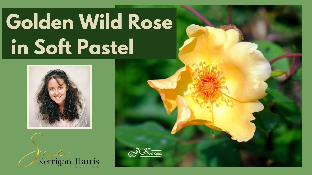 Golden Wild Rose Time lapse in Soft Pastel