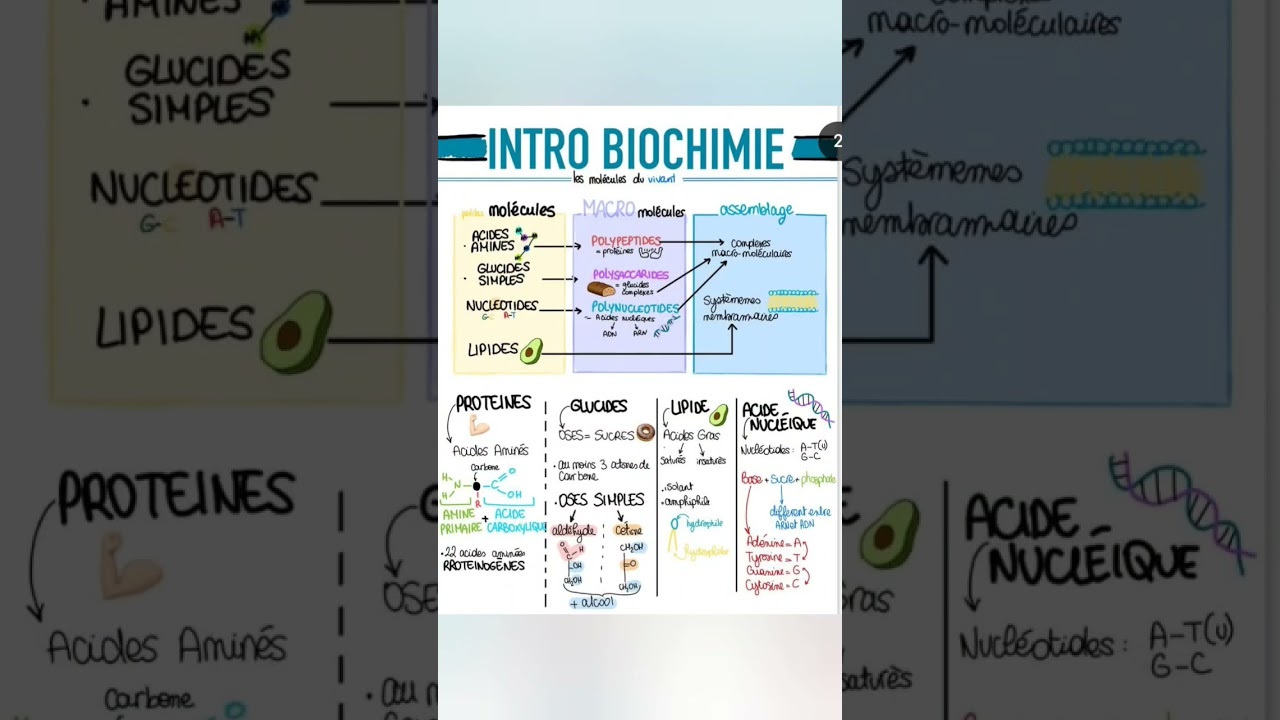 intro biochimie 