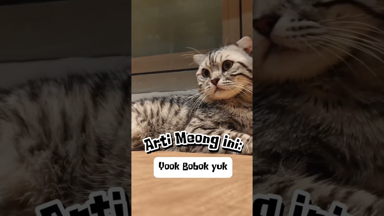 Gunakan suara ini untuk mengajak kucingmu tidur #suarakucing #catlover #kucing