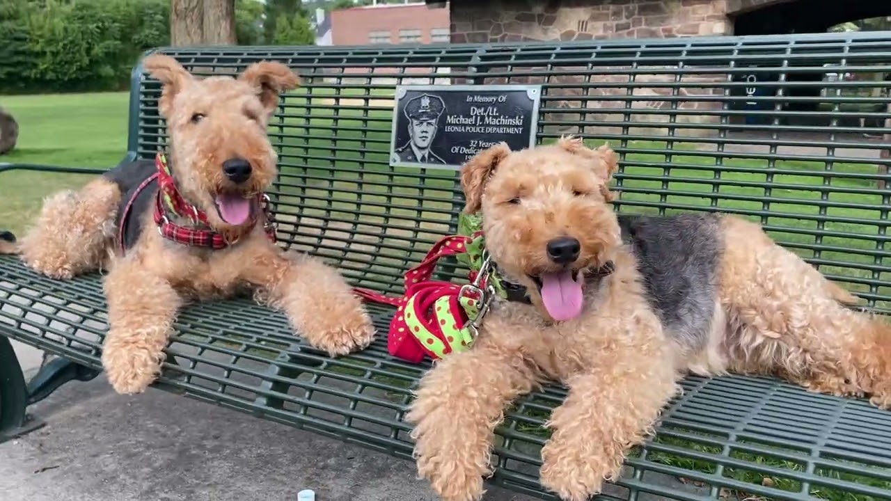 Taking a break on the bench they like