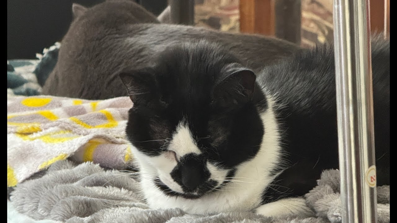 Cat videos JTB Endless Whiskers: Live Cat Cam