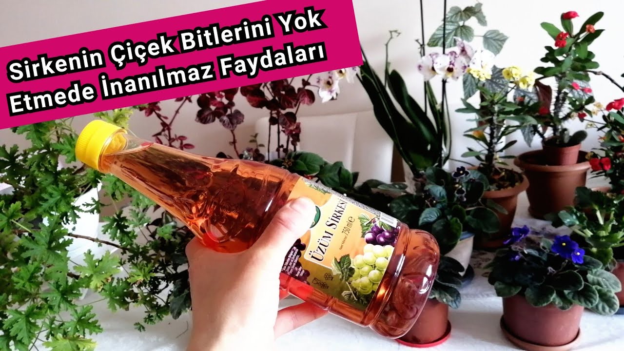 Sirkenin Çiçek Bitlerini Yok Etmede İnanılmaz Faydaları. Sirkenin Çiçeklere Faydası. Çiçek Biti.