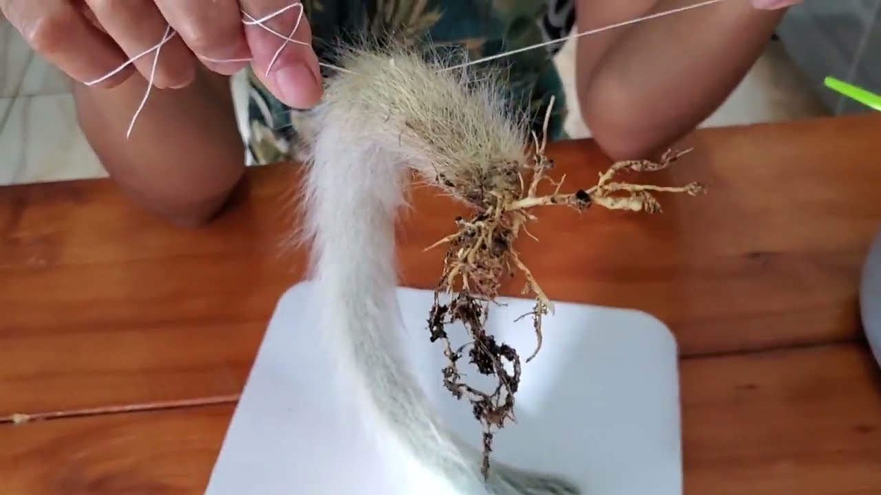 Novo método fazer mudas de rabo de macaco #Cacto