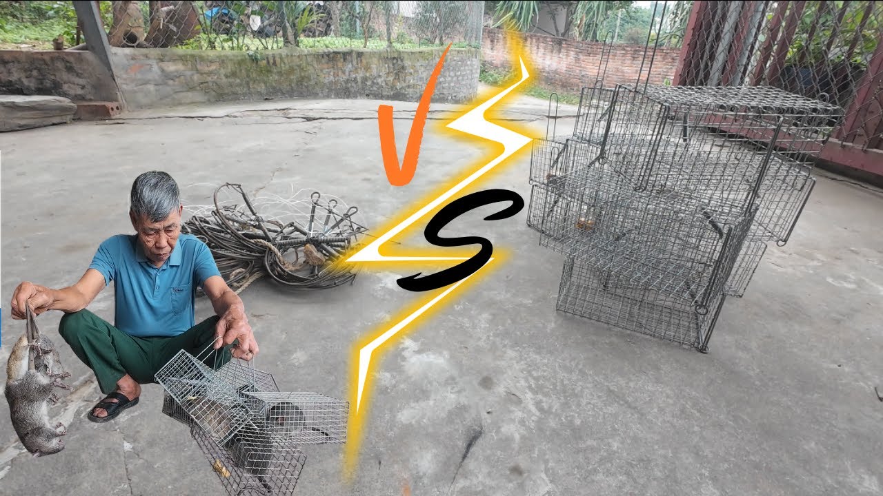 Đặt 20 Chiếc Bẫy Nguyệt Và 20 Chiếc Bẫy Lồng Để Xem Sự Hiệu Quả Của Hai Loại Bẫy Và Cái Kết !!!