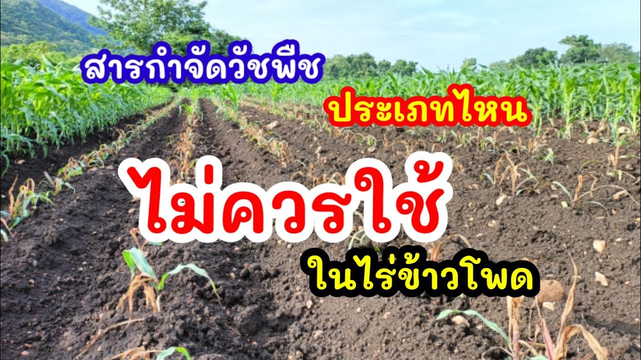 สารกำจัดวัชพืชที่ไม่ควรใช้ในไร่ข้าวโพด 🌽