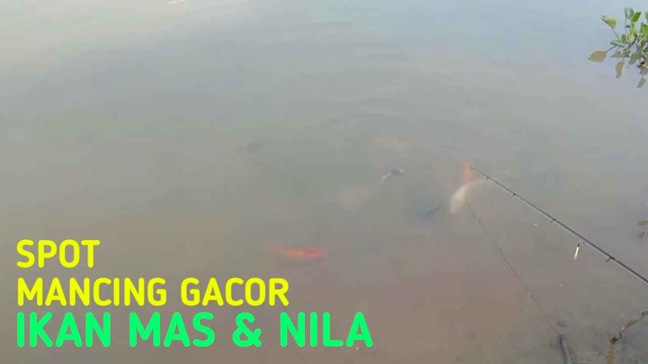 Mantap!! Mancing di Lebung Panen Ikan Nila & Mas | Lampung Timur