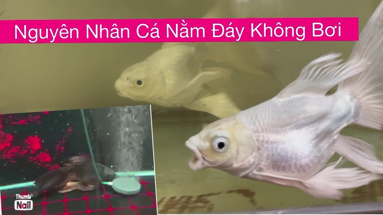 Trị Cá Nằm Đáy Không Chịu Bơi - Nguyên Nhân Cá Nằm Đáy