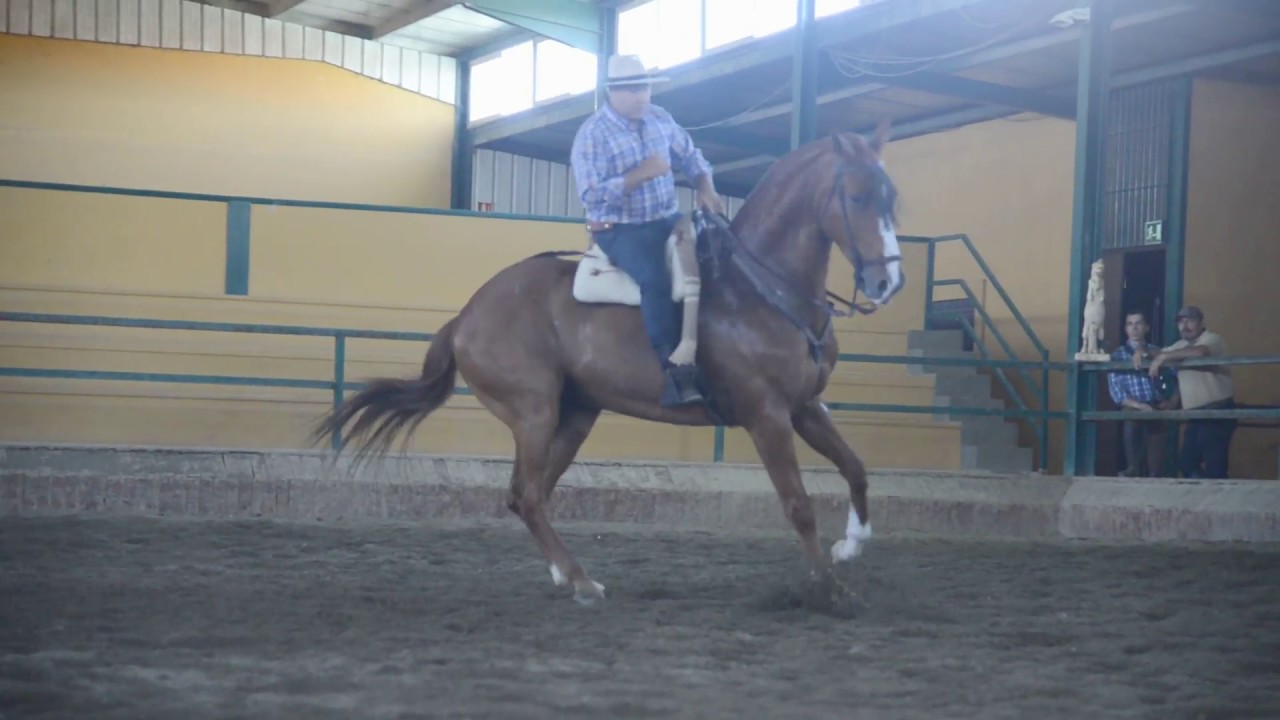 I Ensayo del espectáculo de Córdoba Cabalga