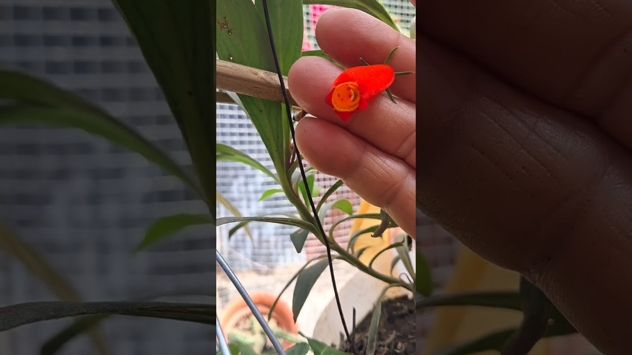 Riega menos y descubre el efecto del bicarbonato