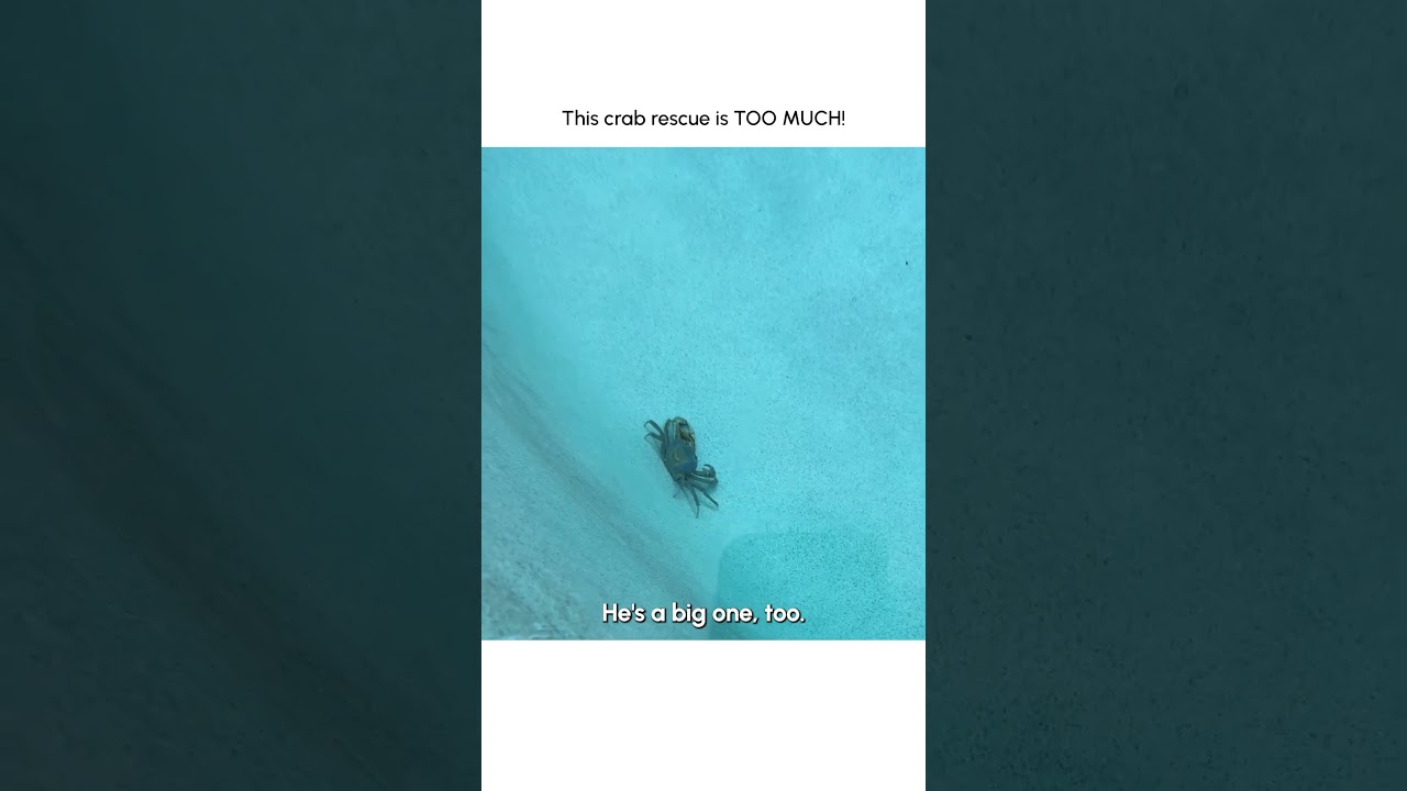 Hilarious Crab Rescue Goes WILD!