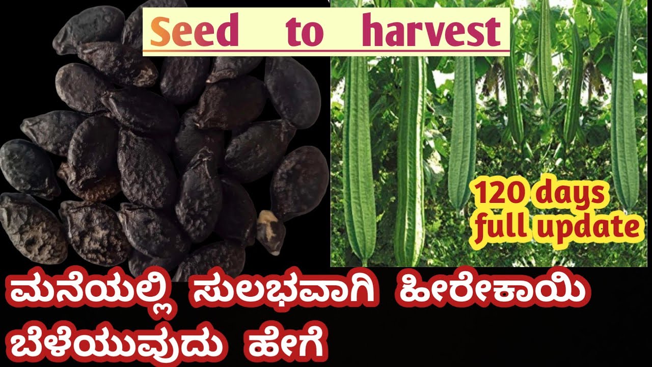 ಸಾವಯವವಾಗಿ ಮನೆಯಲ್ಲೇ ಸುಲಭವಾಗಿ ಹೀರೇಕಾಯಿ ಬೆಳೆಯುವುದು ಹೇಗೆ #howtogrow