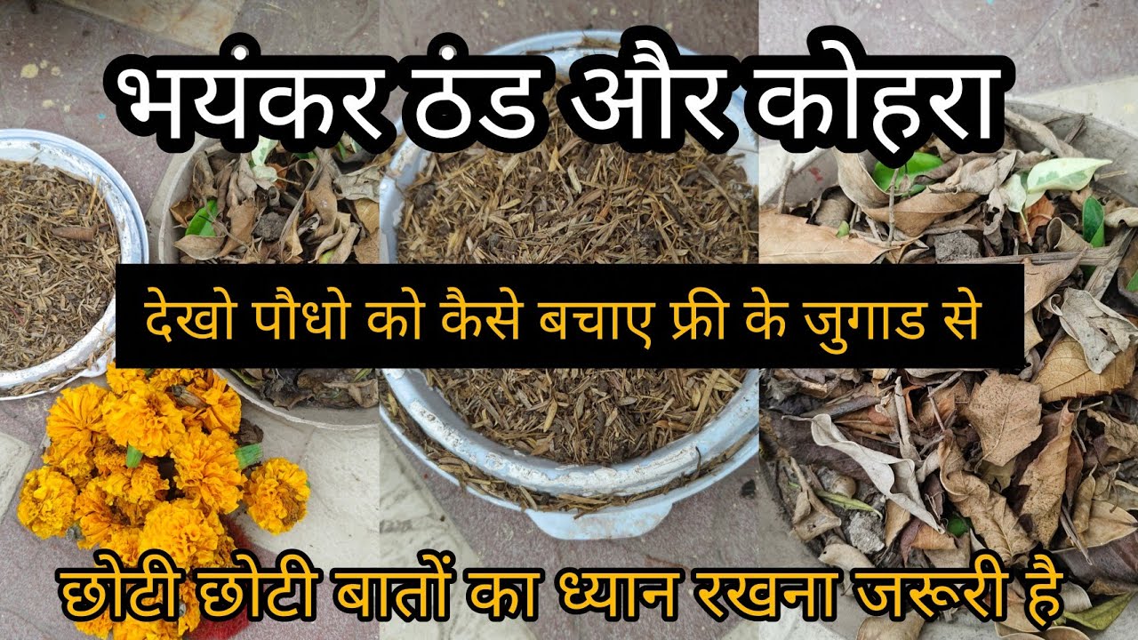 भयंकर ठंड और कोहरे में पौधो को बचाने के फ्री के जुगाड 