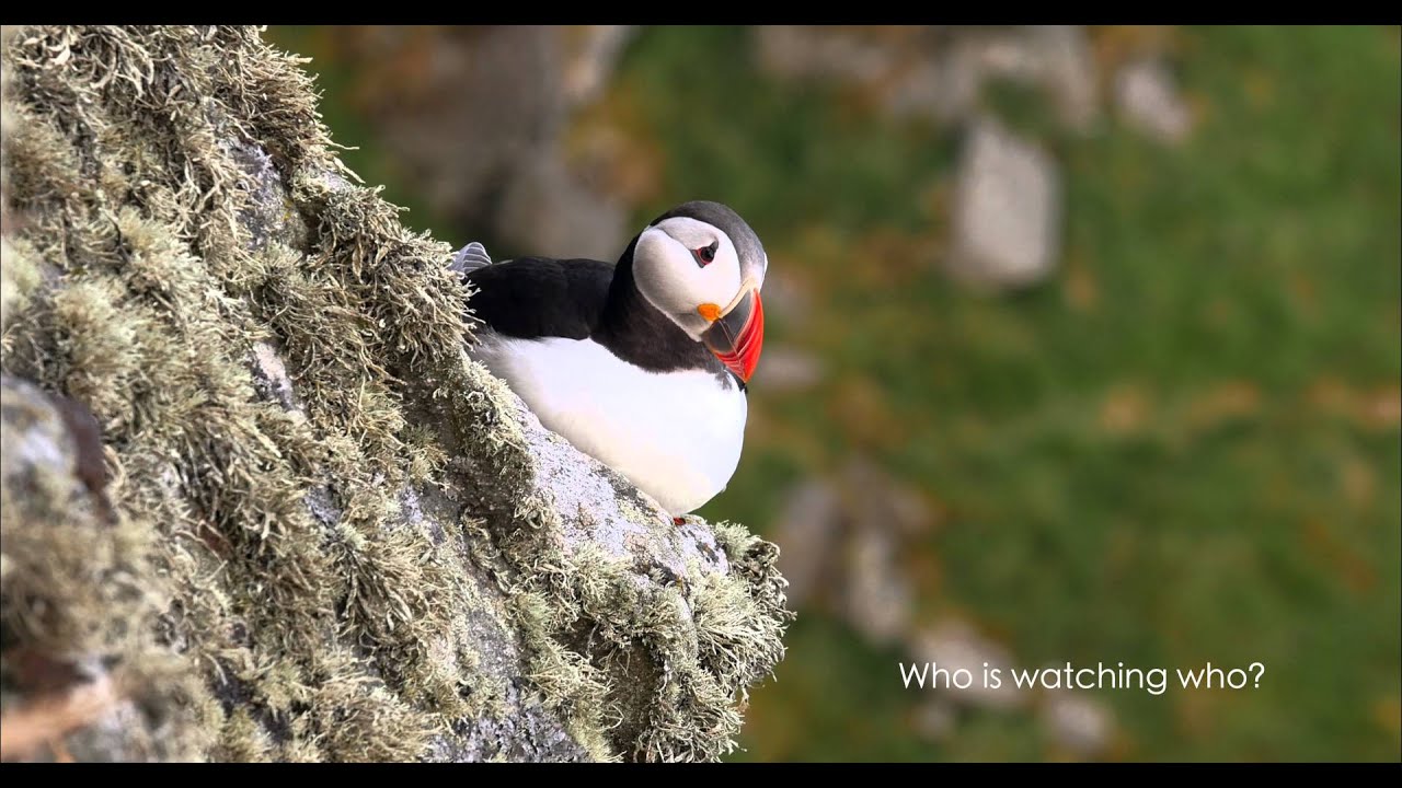 Runde 4K Puffins