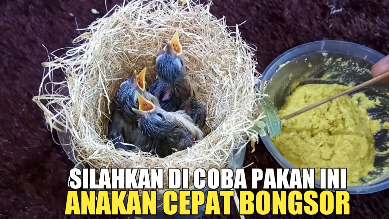 2 JENIS PAKAN UNTUK ANAKAN CIBLEK SAWAH MASIH DALAM SARANG AGAR CEPAT BESAR
