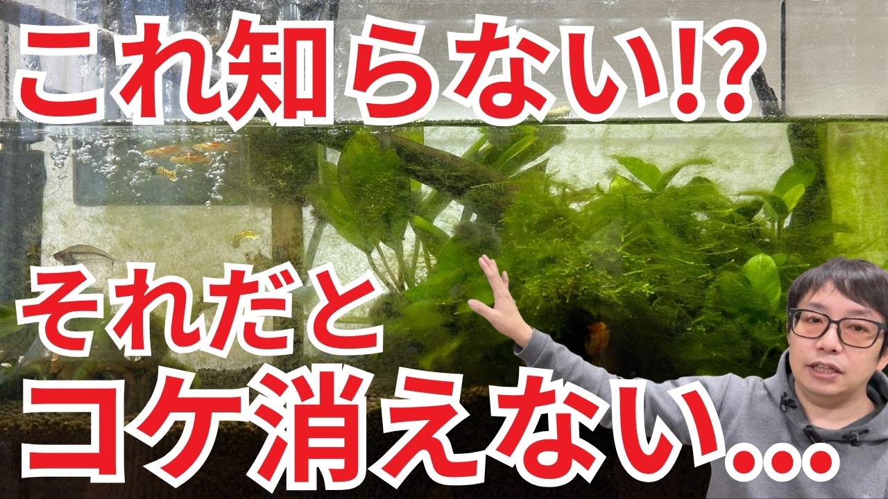 【効果抜群】水槽のコケがなかなか消えない方は、これが原因かもしれません