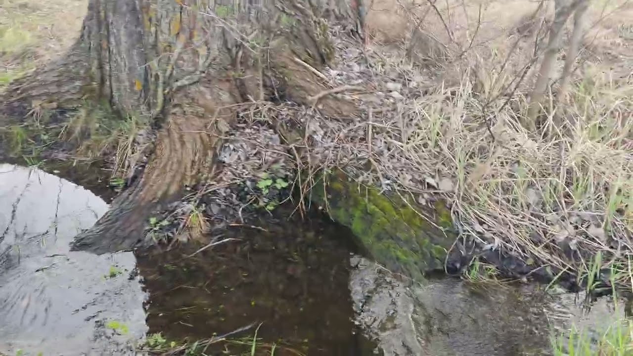 РИБА ВЖЕ ВИЙШЛА НА НЕРЕСТ НА МІЛКОВОДДЯ, А ЗАЙЦІ ТАКОЖ РАДІ ПОТЕПЛІННЮ...