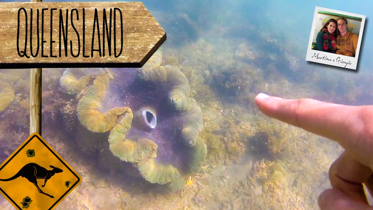 Conchiglie GIGANTI! Magnetic Island pt.2 - QLD