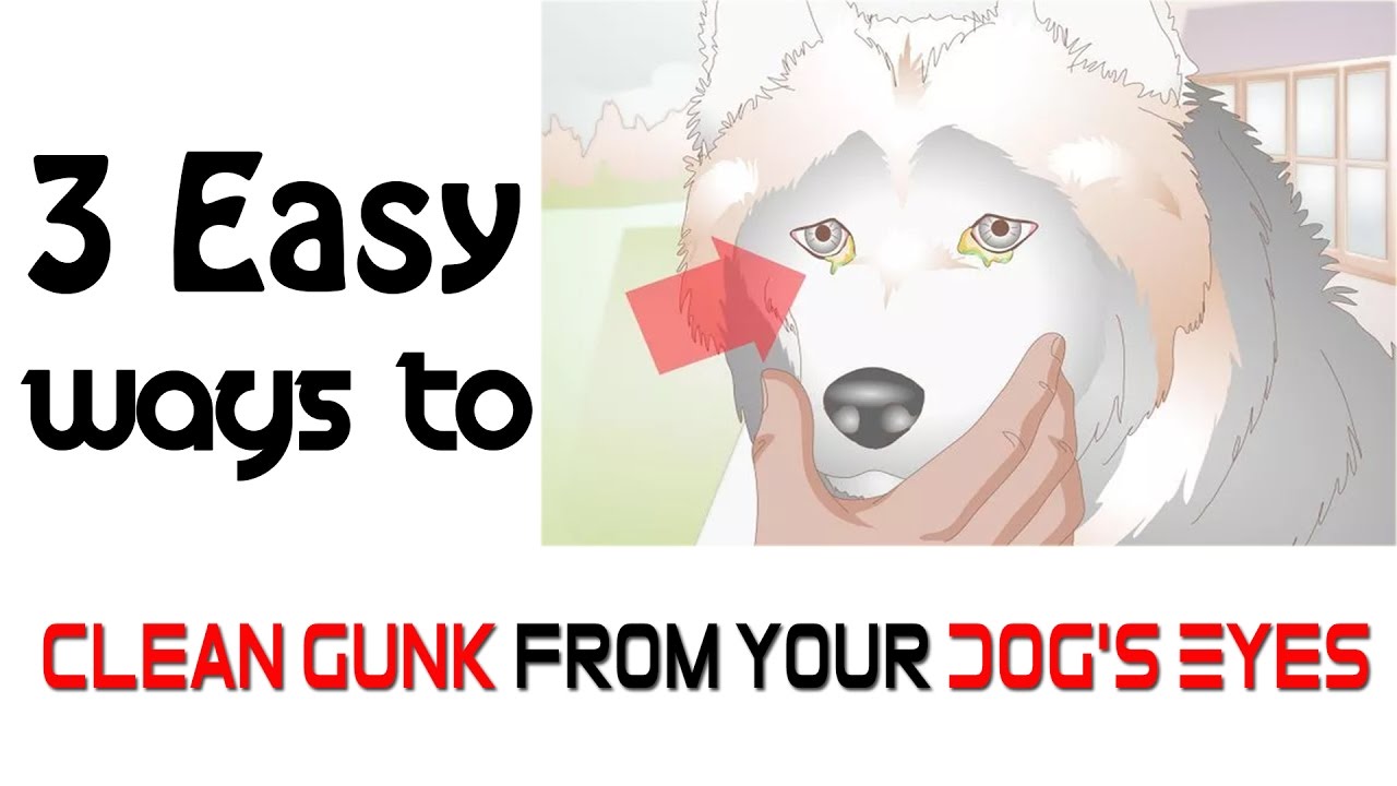 3 Easy Ways to Clean Gunk/Crusty from Your Dog's Eyes | How to Clean Your Pet's Eyes
