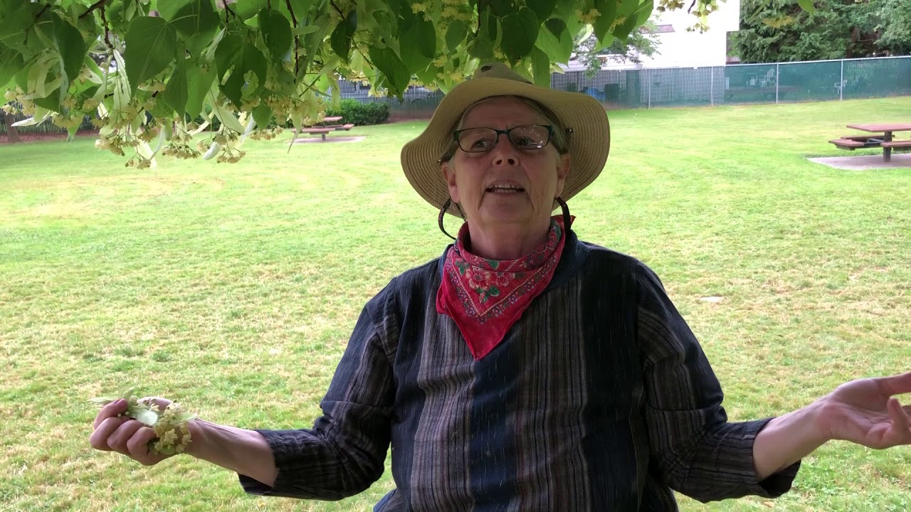 Linden Flower Harvest: A Tutorial with EagleSong Gardener