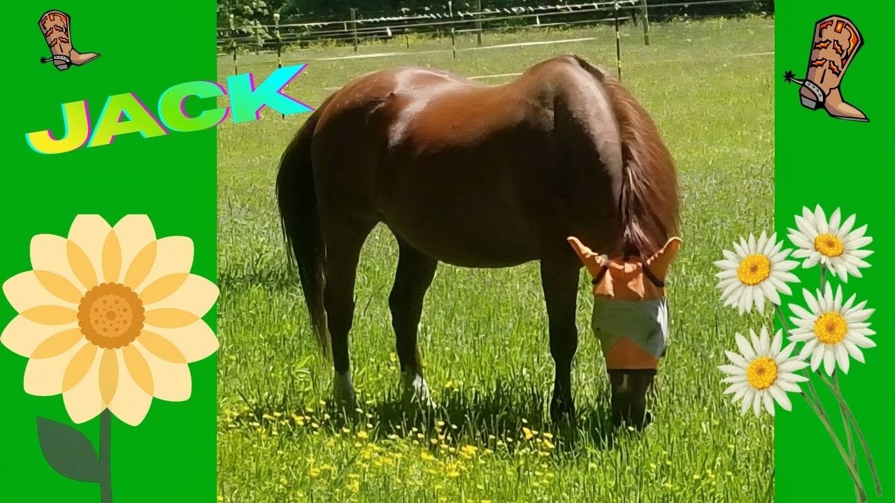 Meet the Horses Monday: Jack/ My 22-Year Old Heart Horse