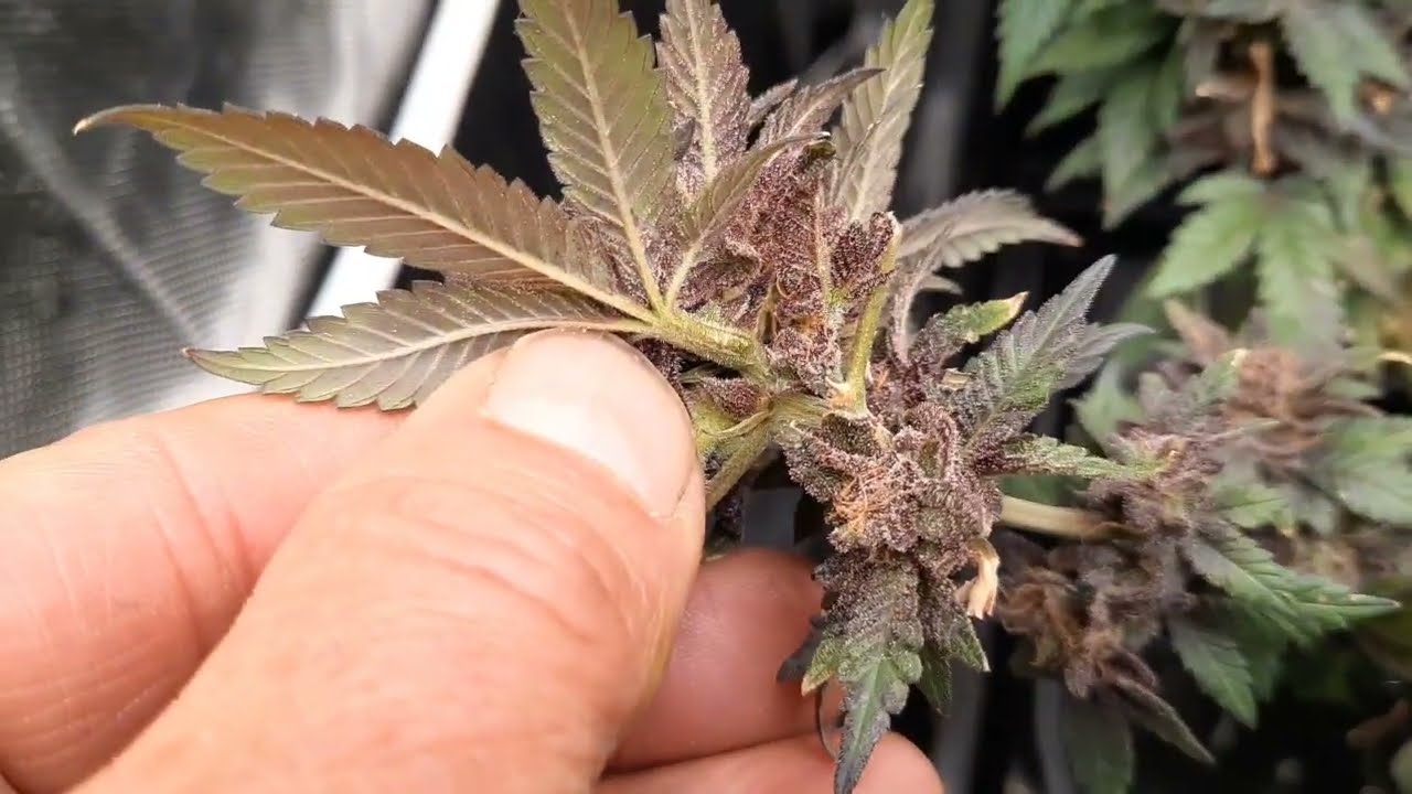 Ethos cotton candy cookies is getting purple and sticky.